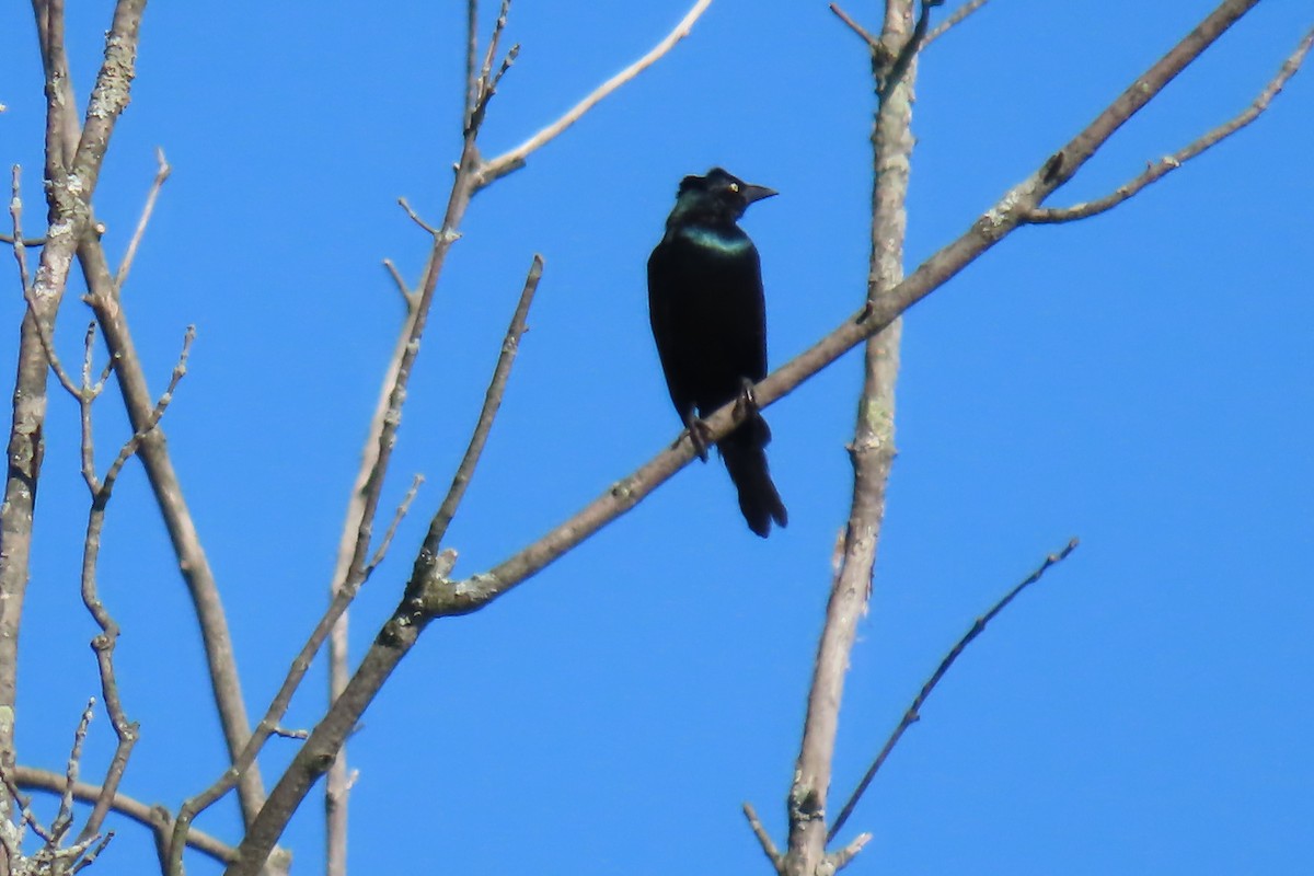 Common Grackle - ML642402428