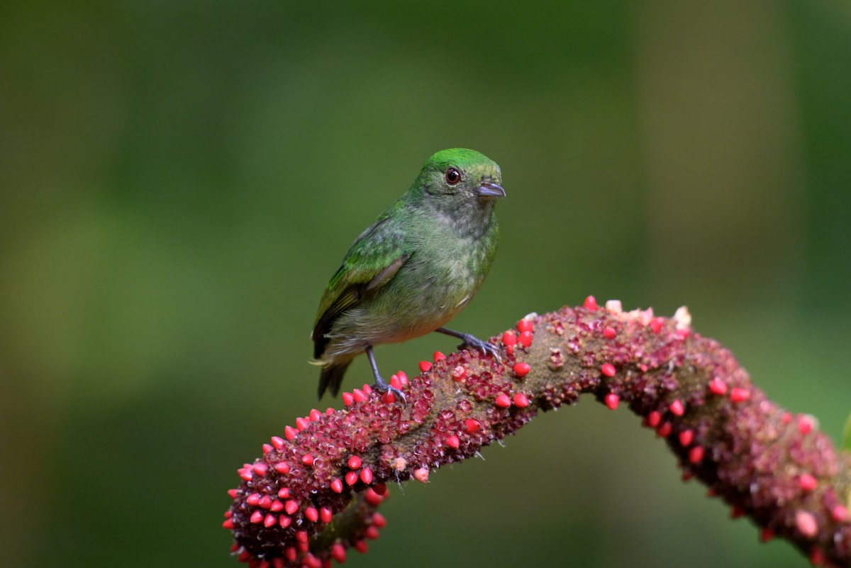 Velvety Manakin - ML642402429