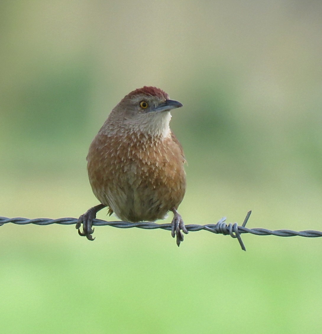 ムネアカアレチカマドドリ - ML642402435