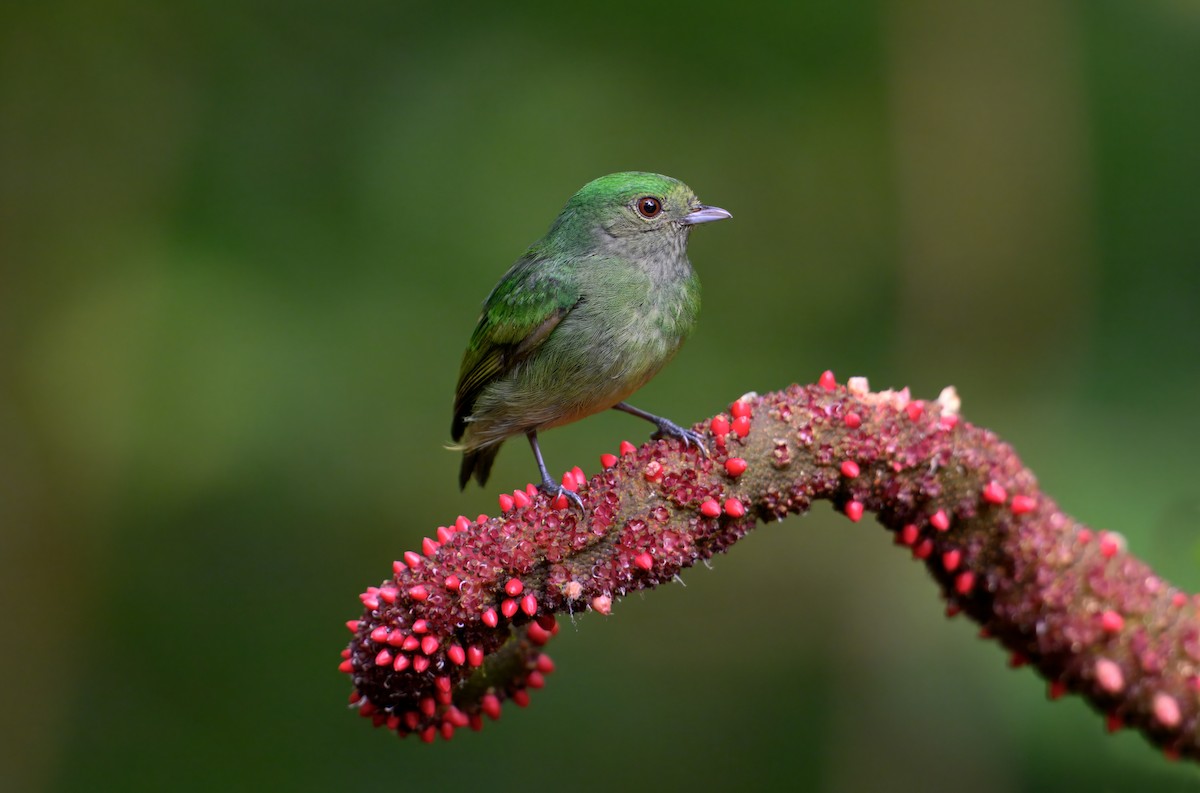 Velvety Manakin - ML642402437