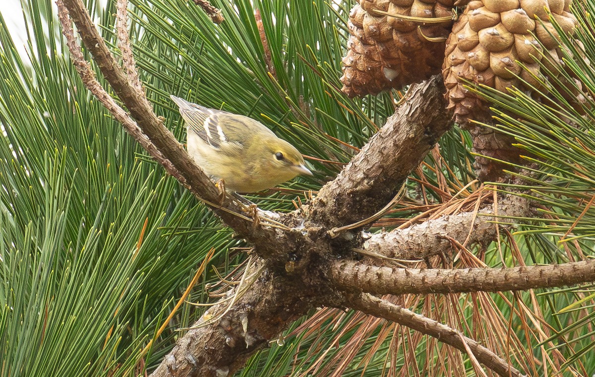 Blackpoll Warbler - ML642402449