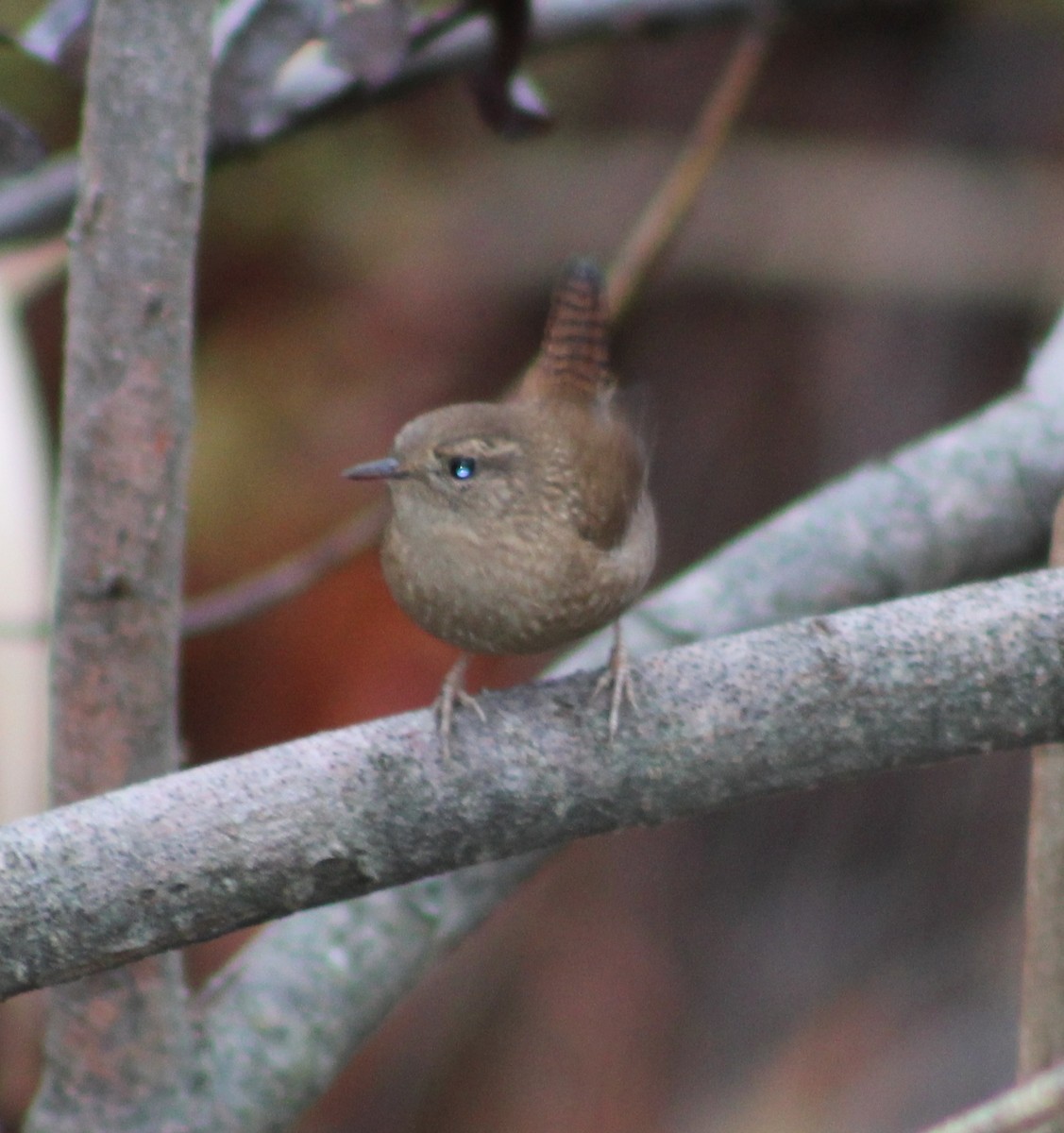Winter Wren - ML642402454
