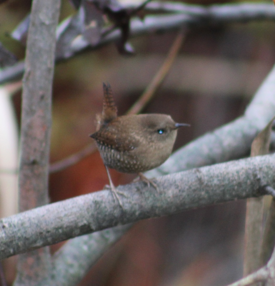 Winter Wren - ML642402455