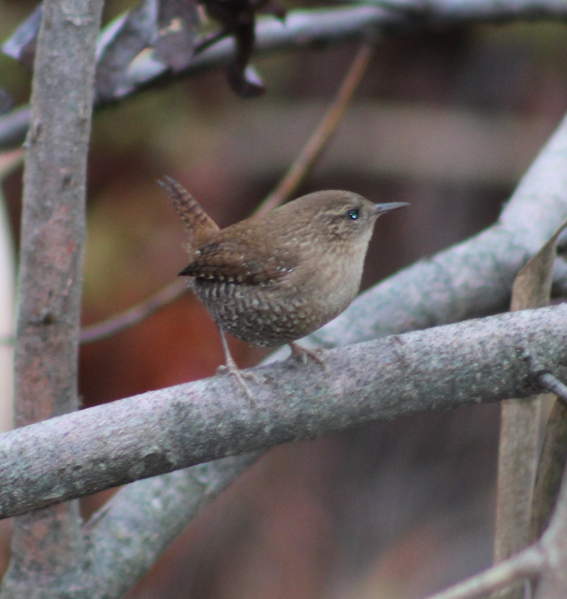 Winter Wren - ML642402456