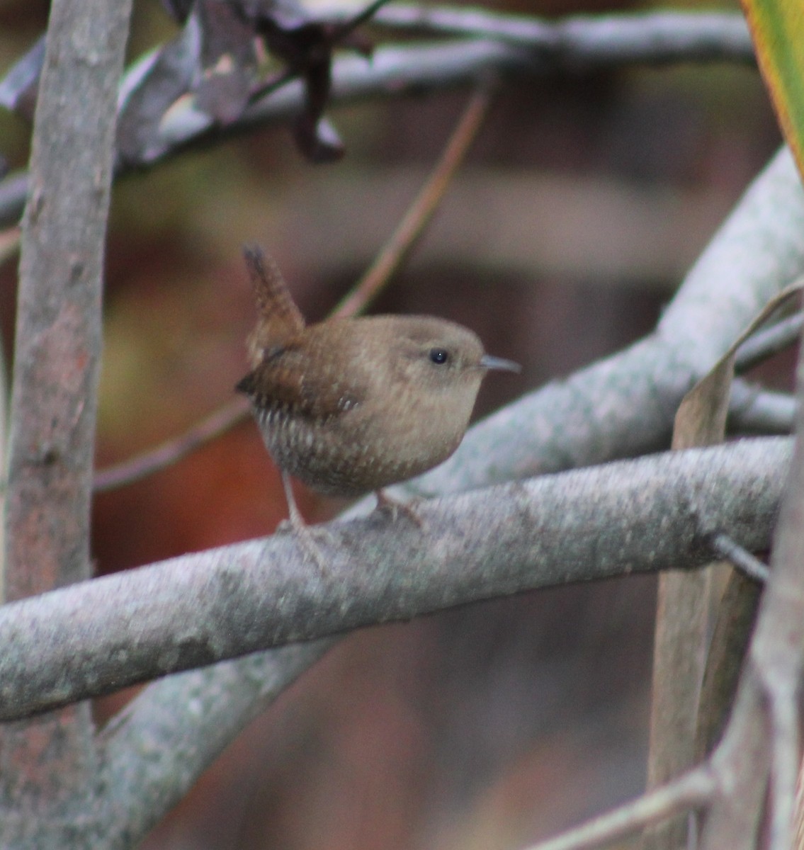 Winter Wren - ML642402457