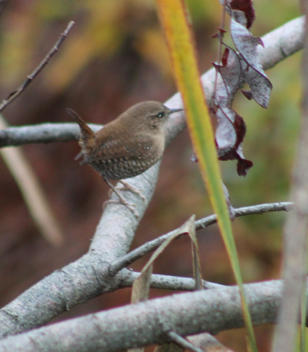 Winter Wren - ML642402458