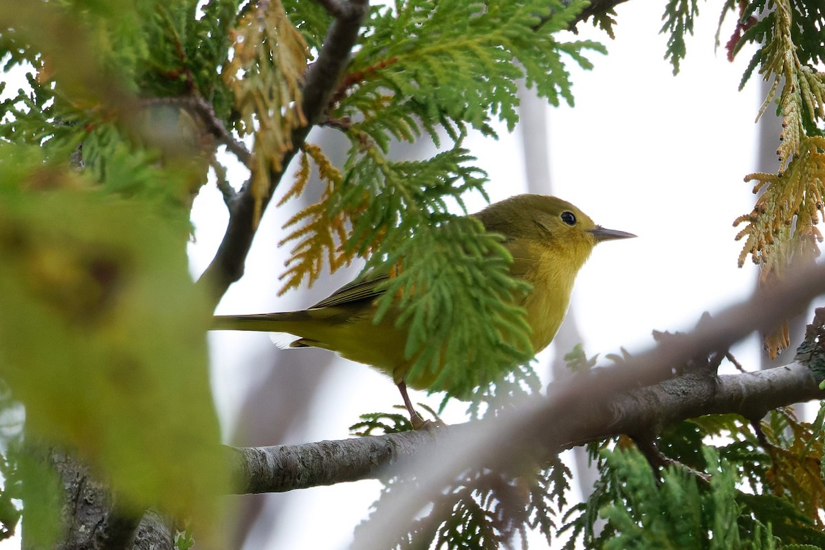 Yellow Warbler (Northern) - ML642402464