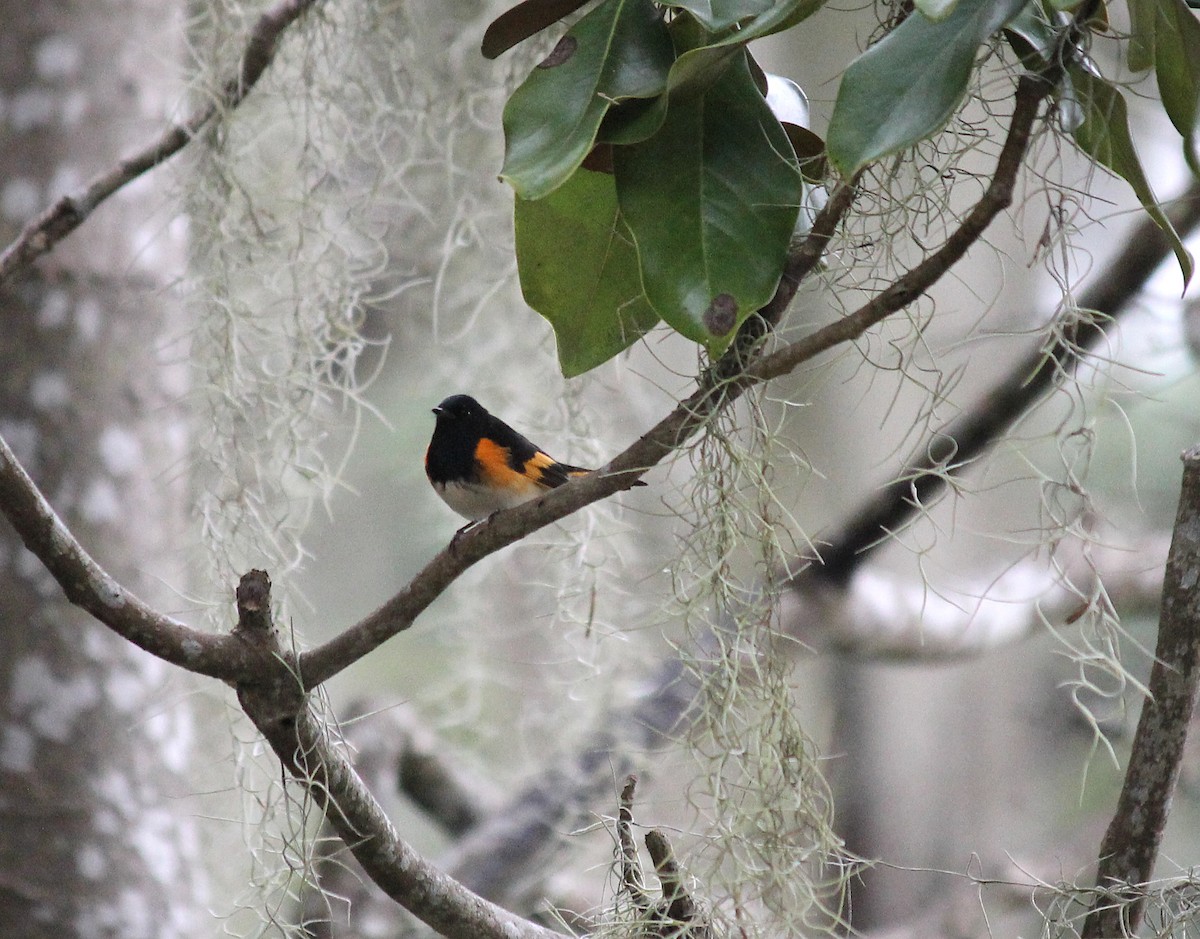 American Redstart - ML642402478