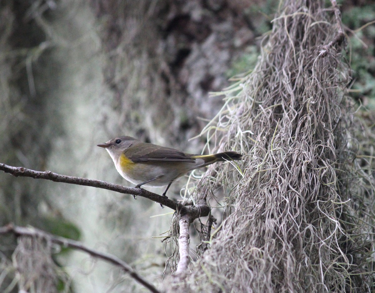 American Redstart - ML642402479