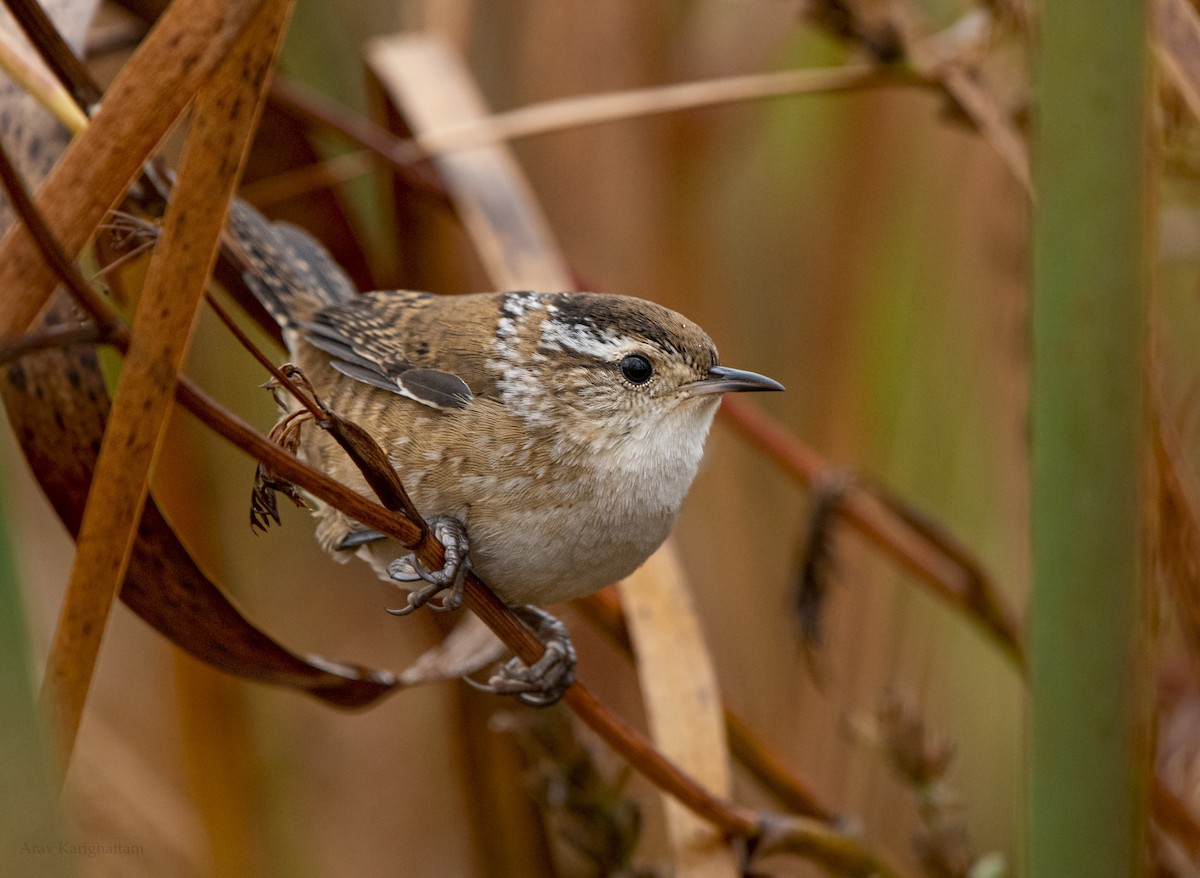 Marsh Wren - ML642402482