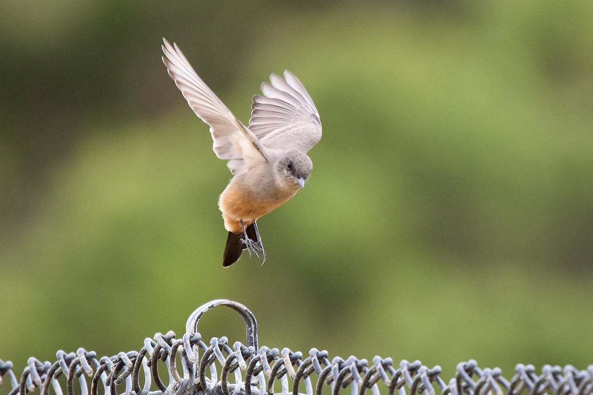 Say's Phoebe - ML642402491