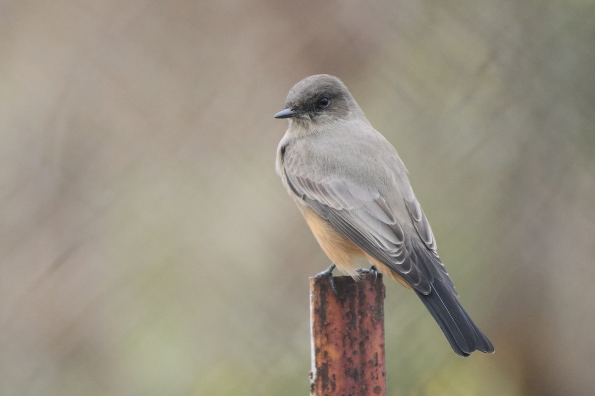 Say's Phoebe - ML642402492