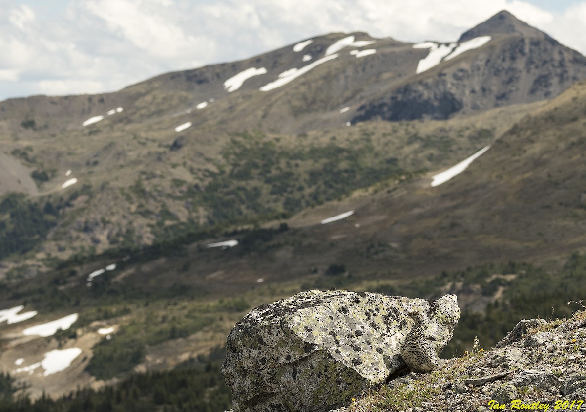 White-tailed Ptarmigan - ML64240251