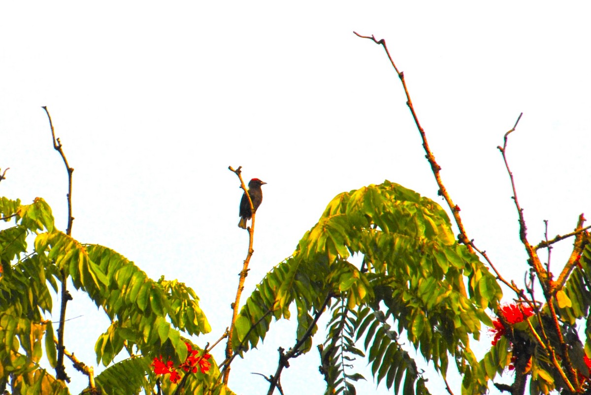 Scarlet-browed Tanager - ML642402519