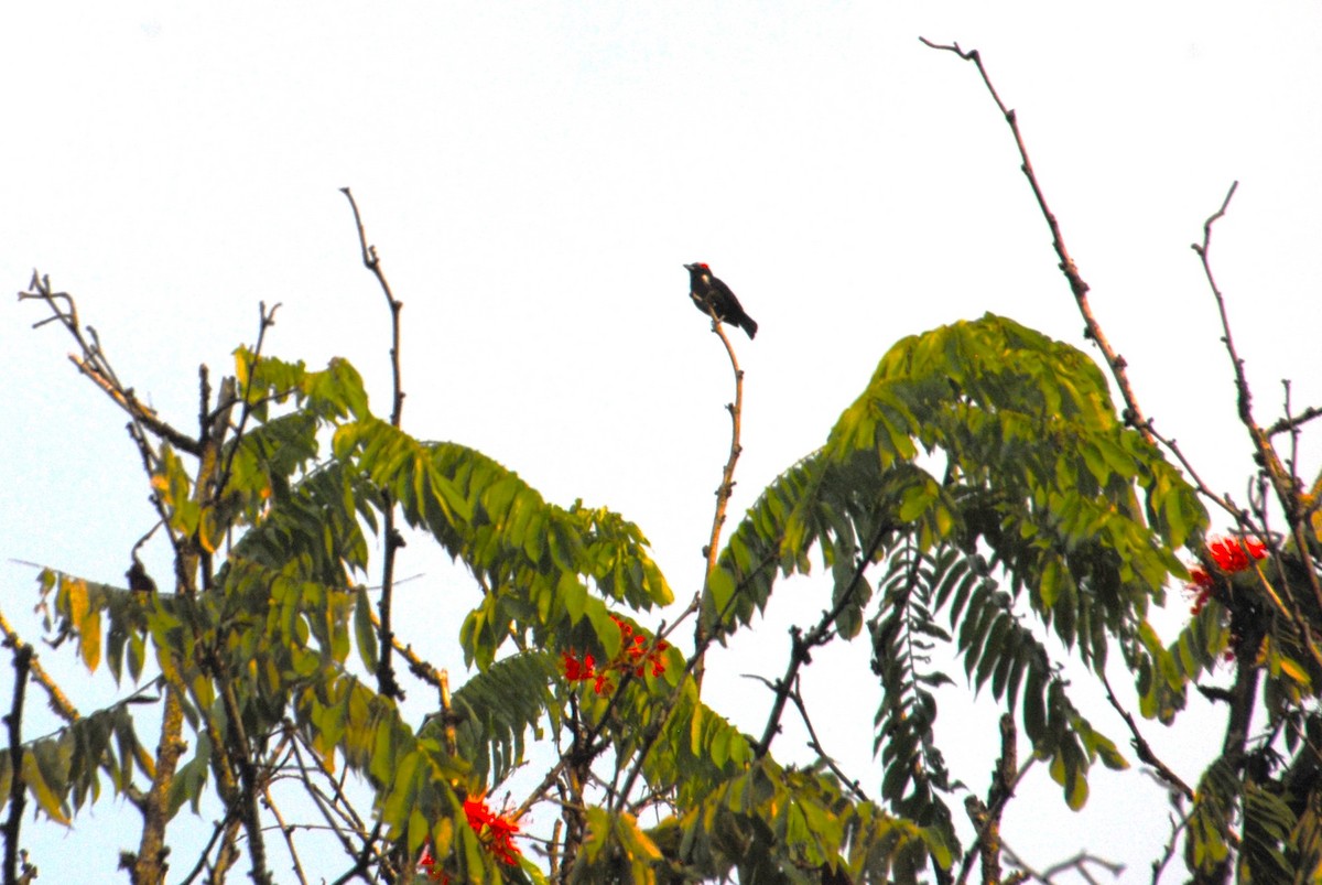 Scarlet-browed Tanager - ML642402520