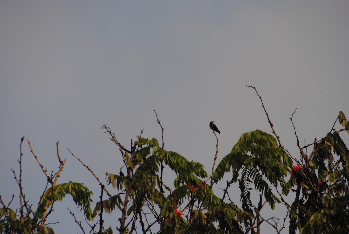 Scarlet-browed Tanager - ML642402521