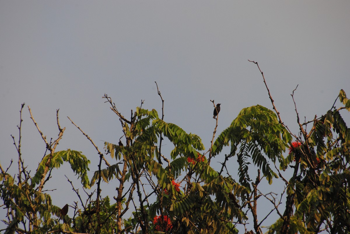 Scarlet-browed Tanager - ML642402522
