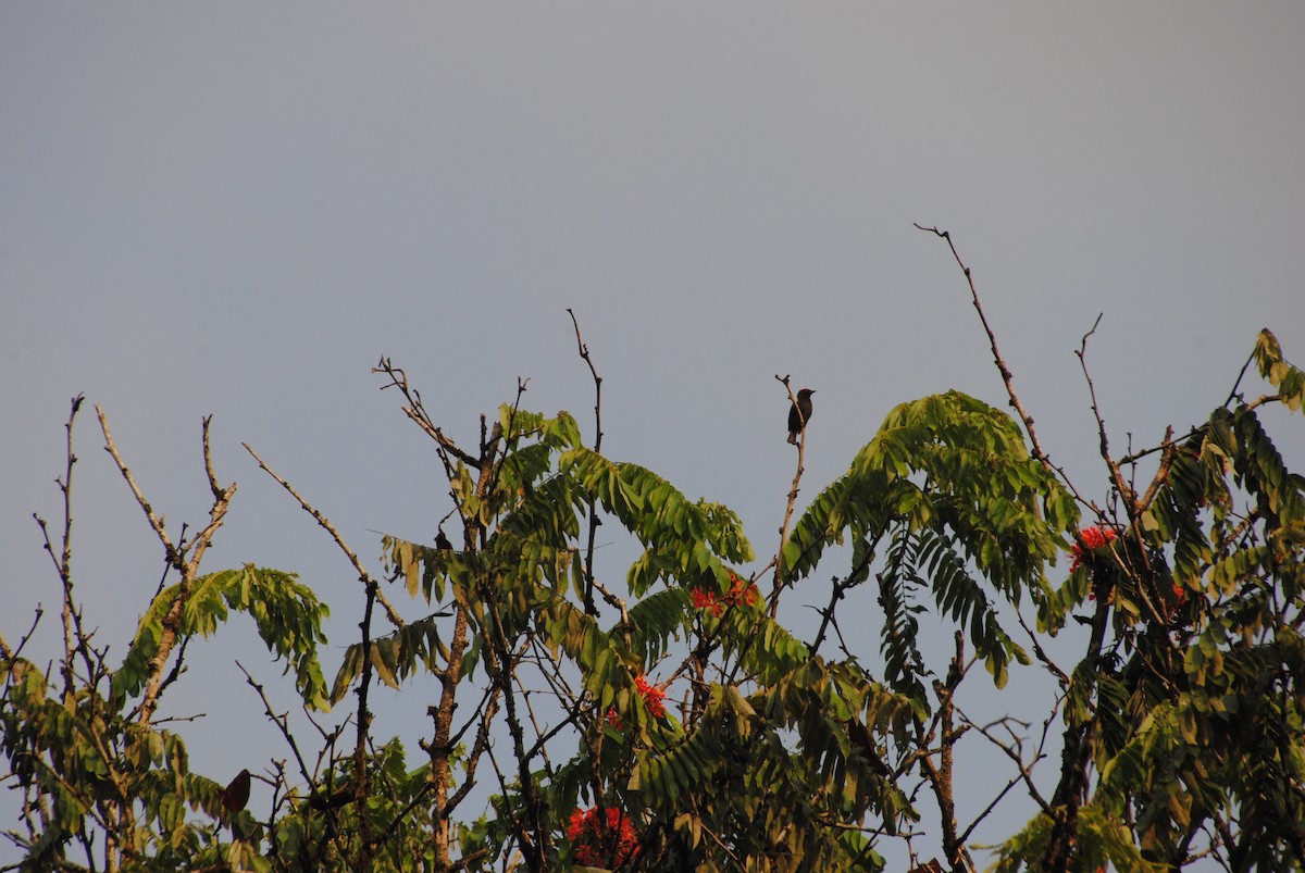 Scarlet-browed Tanager - ML642402523