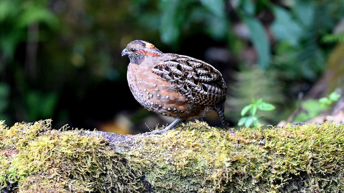 Spotted Wood-Quail - ML642402533