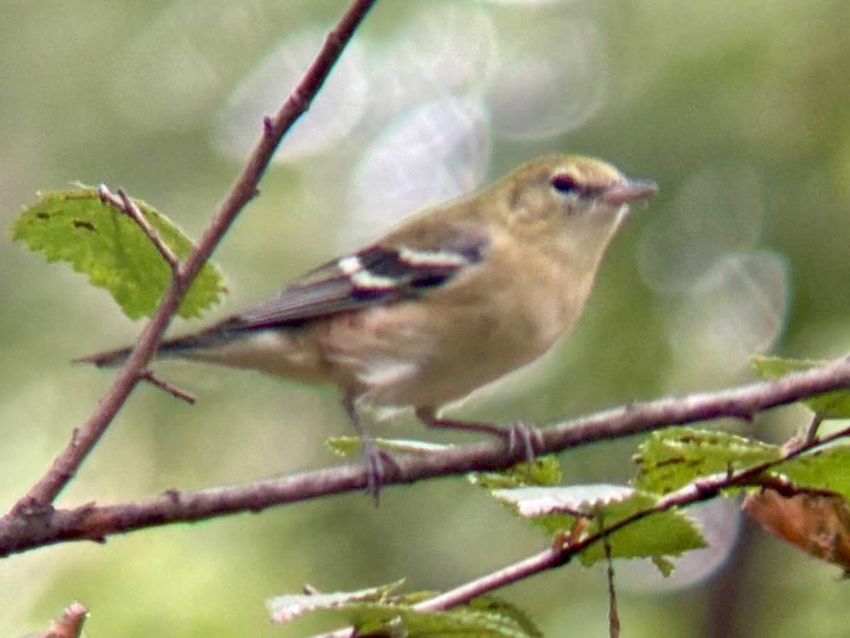 Braunkehl-Waldsänger - ML642402548