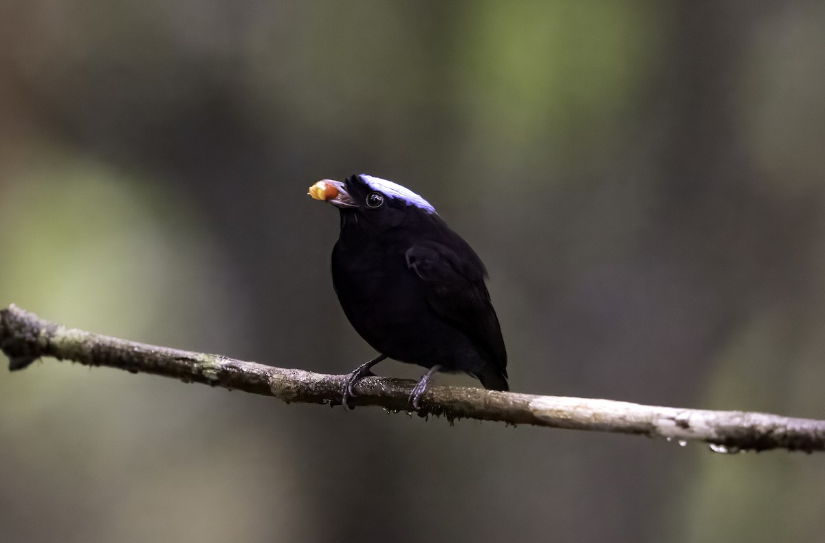 Velvety Manakin - ML642402552