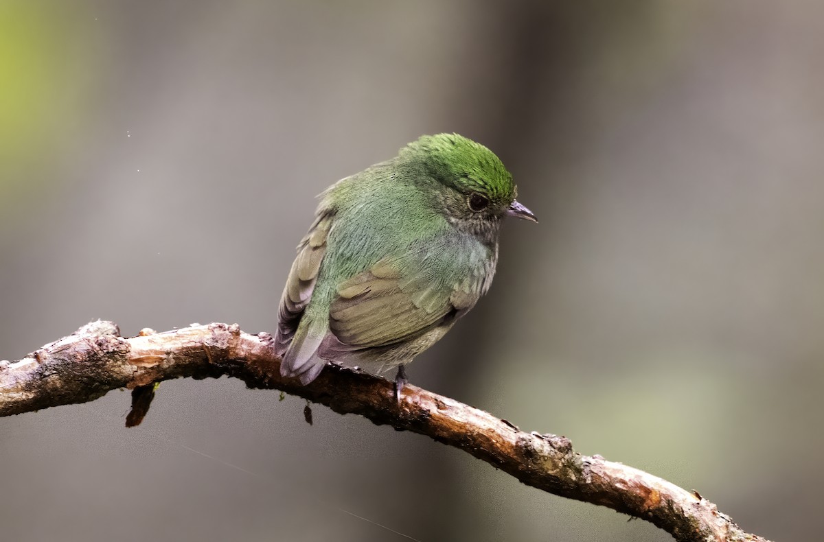 Velvety Manakin - ML642402561
