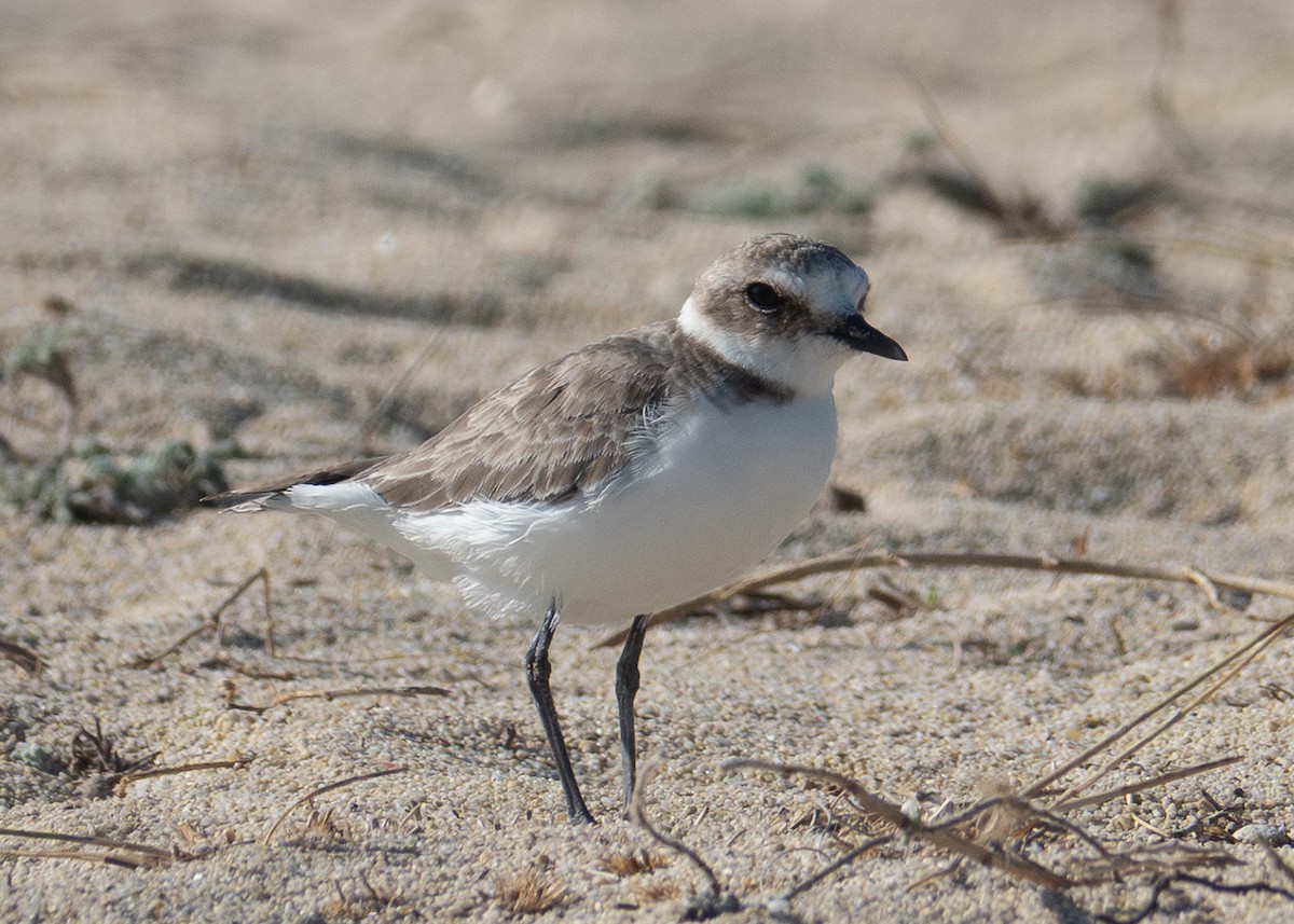 hvitbrystlo - ML642402582