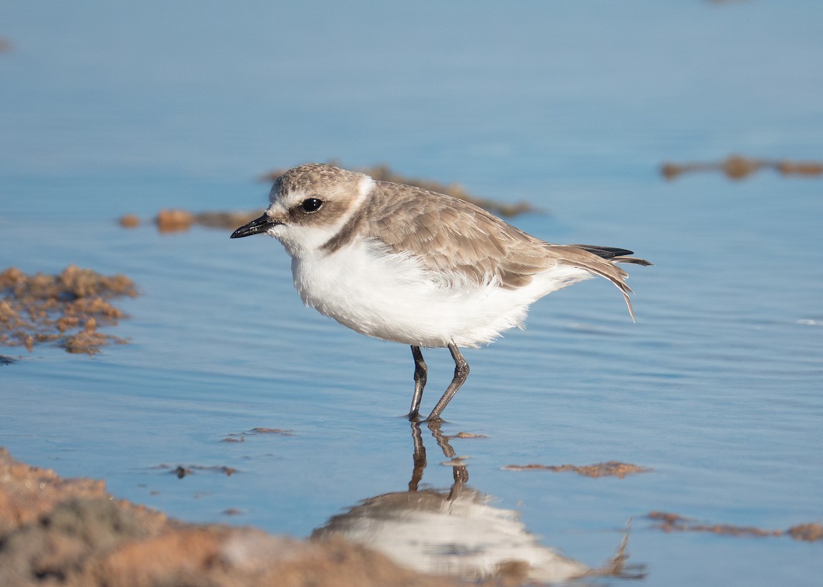 hvitbrystlo - ML642402606