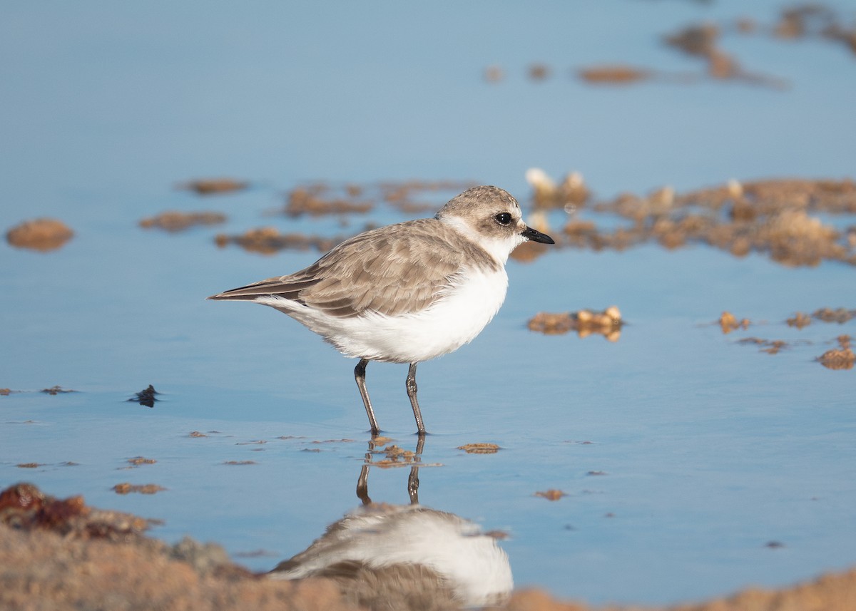 hvitbrystlo - ML642402607