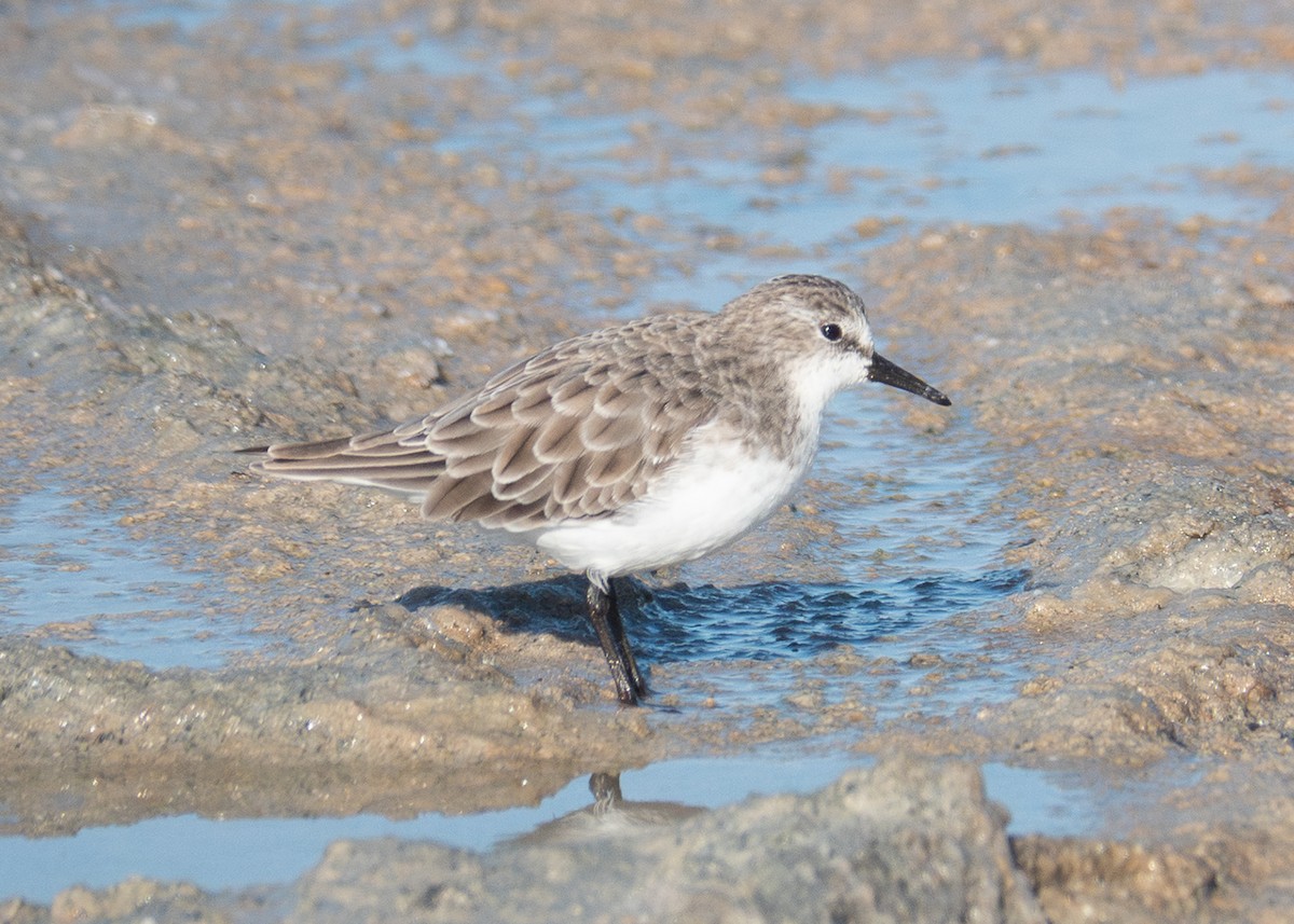 dvergsnipe - ML642402617