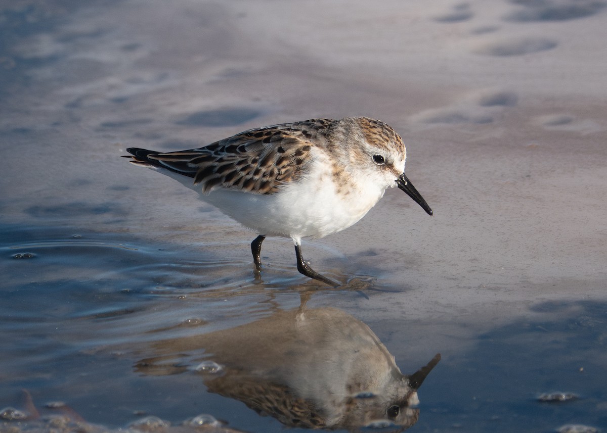 dvergsnipe - ML642402618