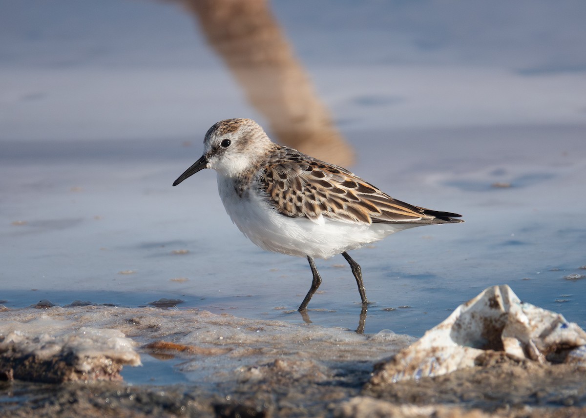 dvergsnipe - ML642402619