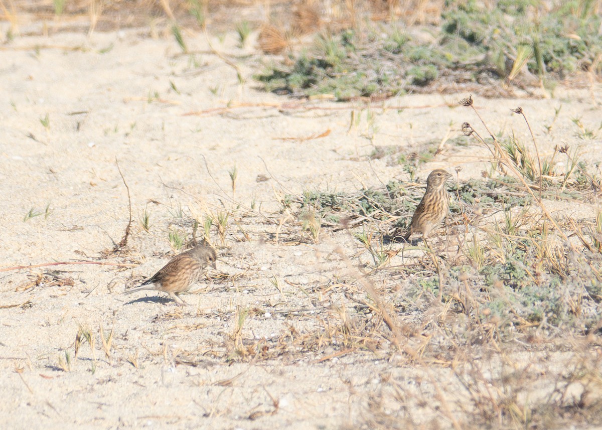 tornirisk - ML642402623