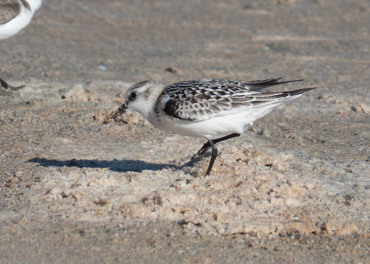 sandløper - ML642402625