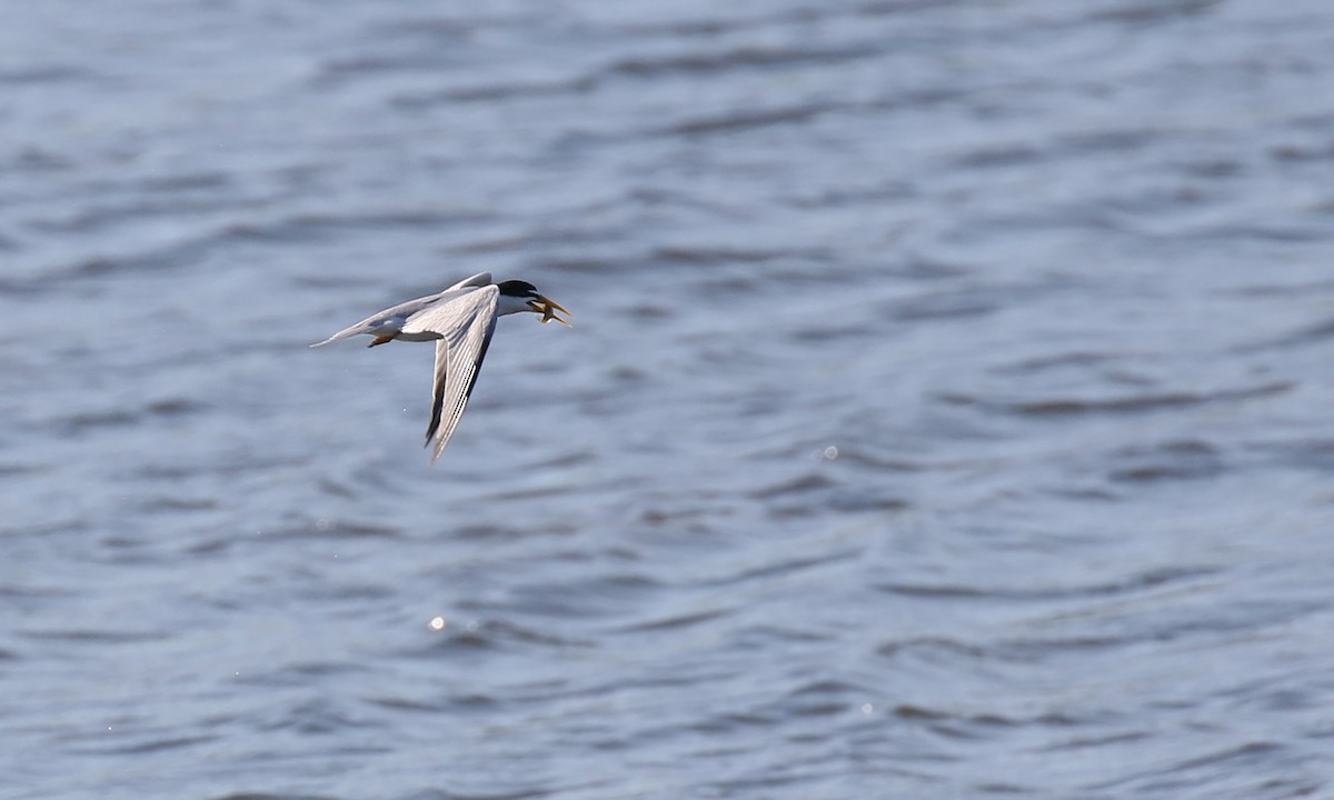 Yellow-billed Tern - ML642402626