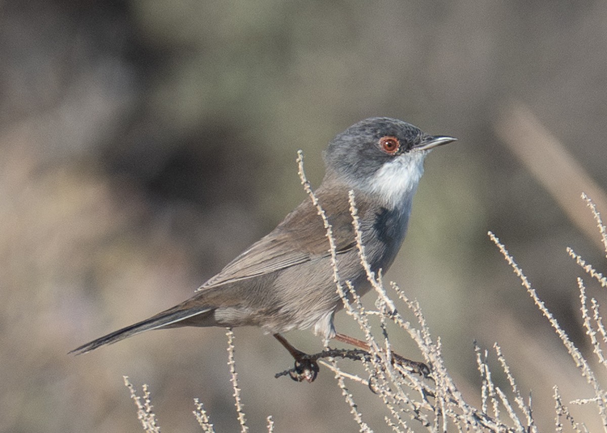 svarthodesanger - ML642402641