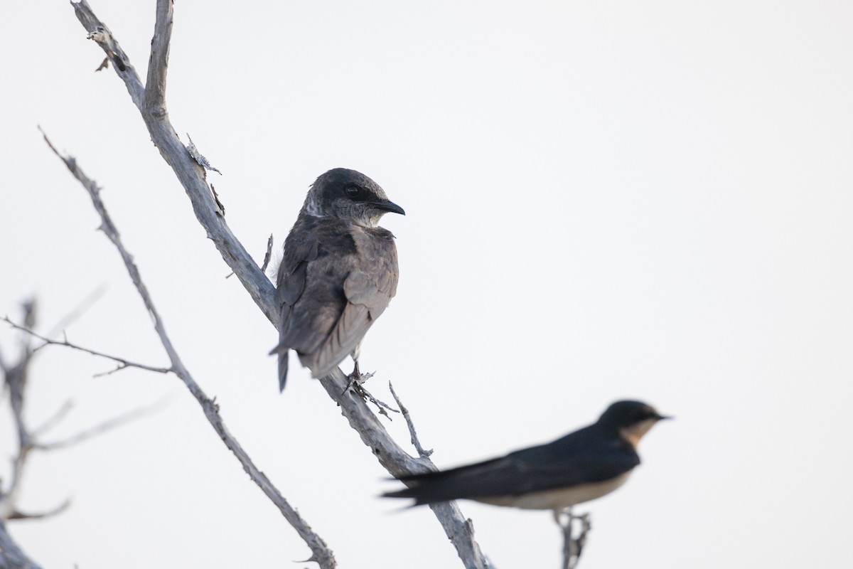 Purple Martin - ML642402644