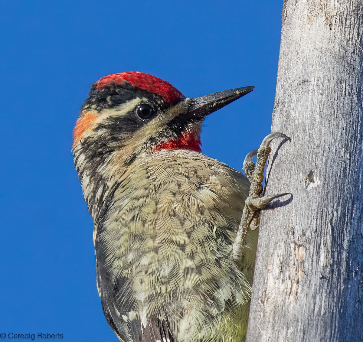 Red-naped Sapsucker - ML642402645