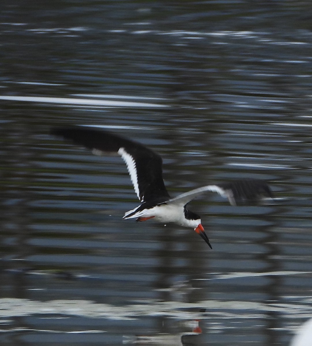 Black Skimmer - ML642402655