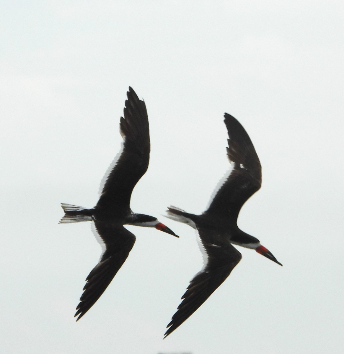 Black Skimmer - ML642402656