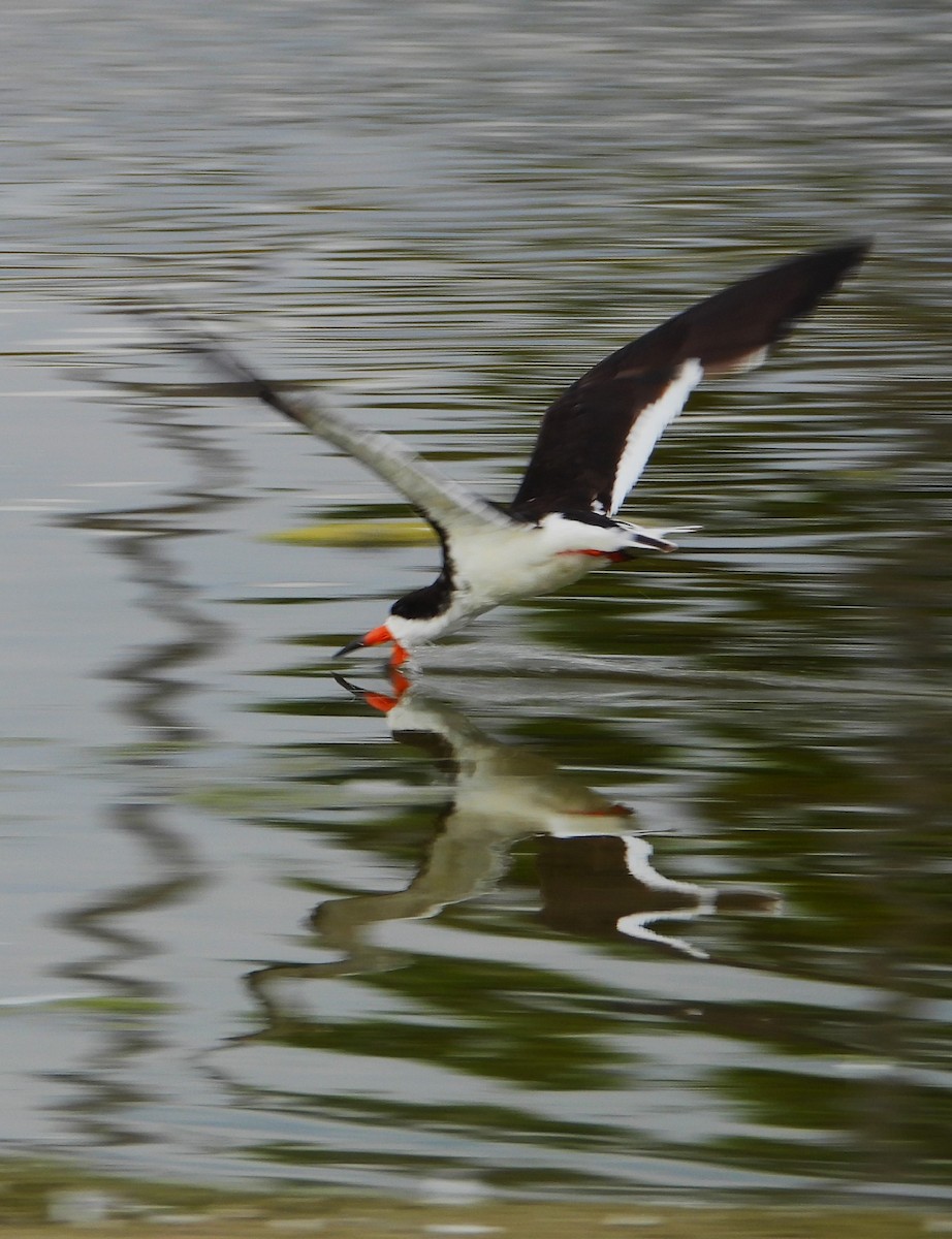 Black Skimmer - ML642402657