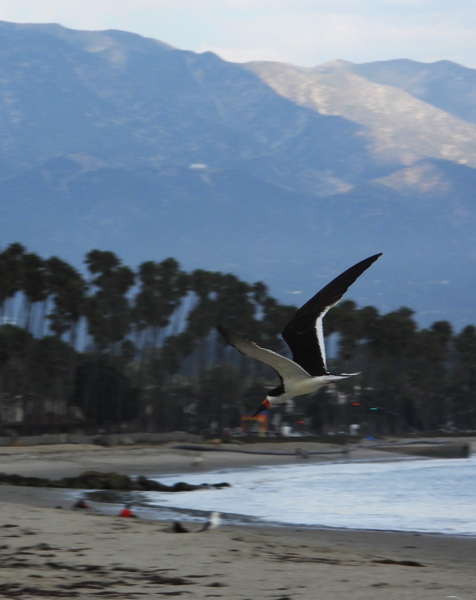 Black Skimmer - ML642402658