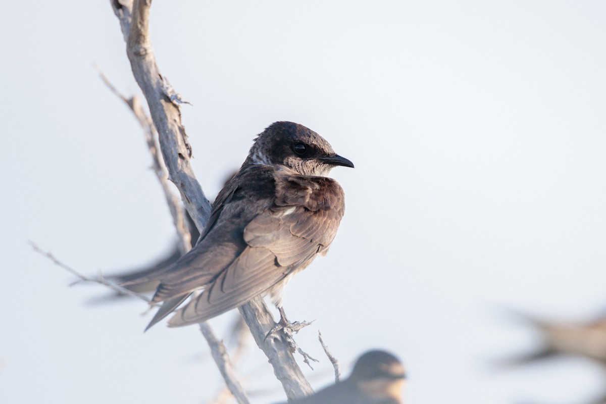Purple Martin - ML642402659
