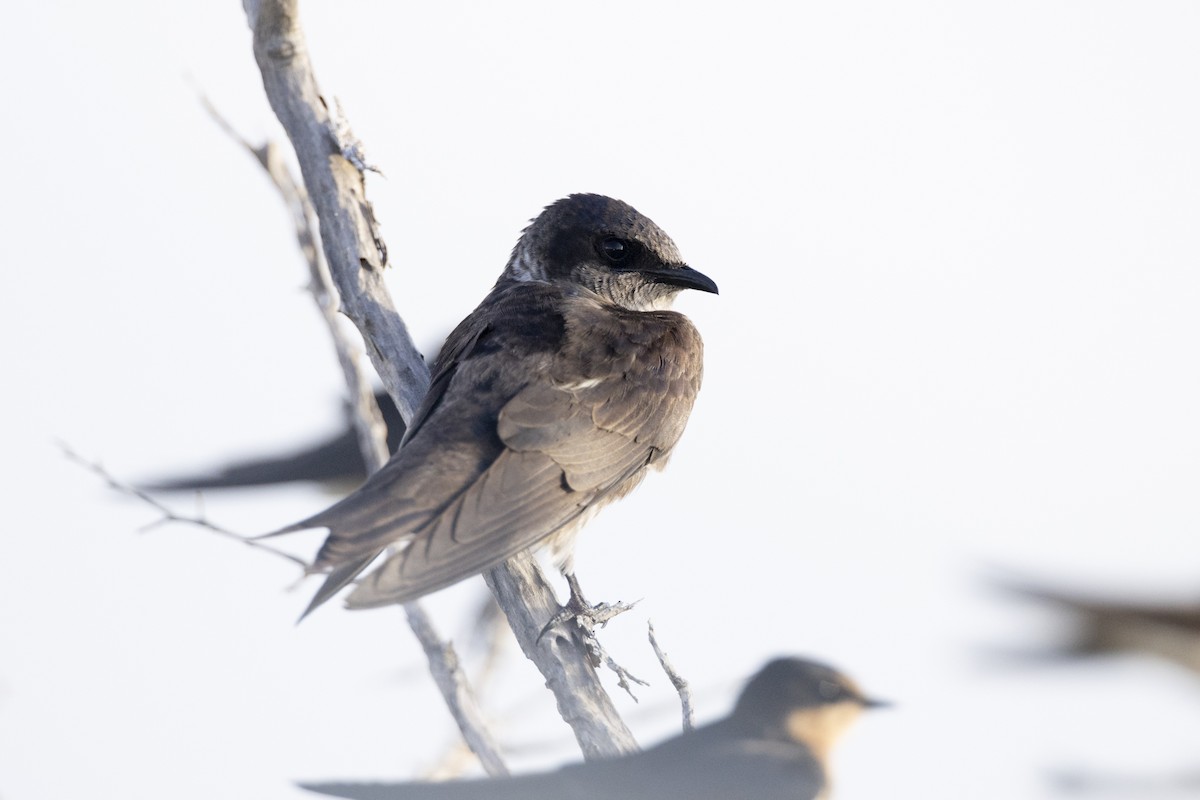 Purple Martin - ML642402660