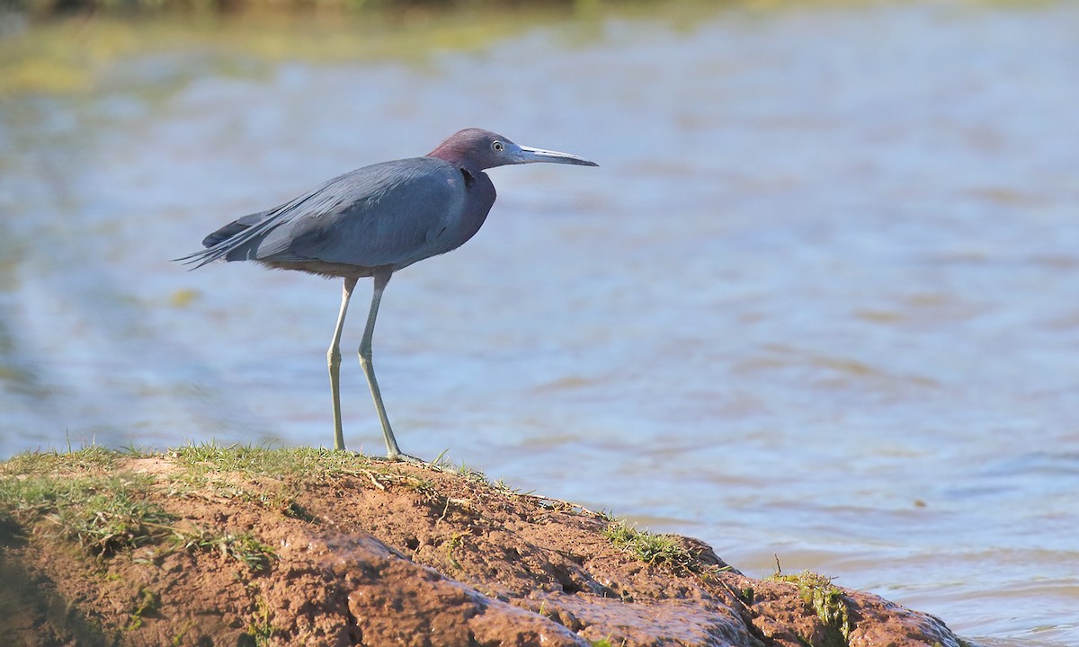 Little Blue Heron - ML642402671