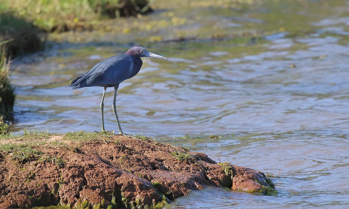 Little Blue Heron - ML642402672