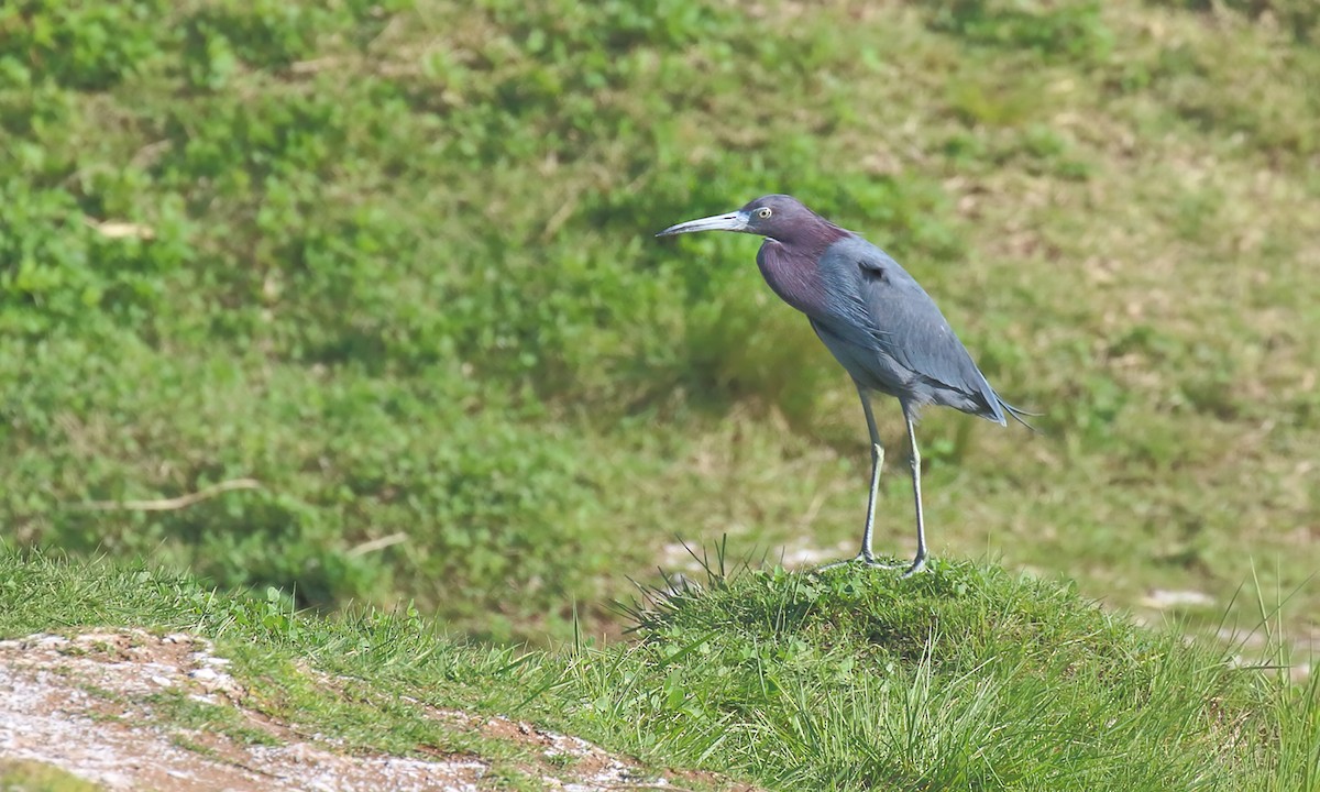 Little Blue Heron - ML642402673