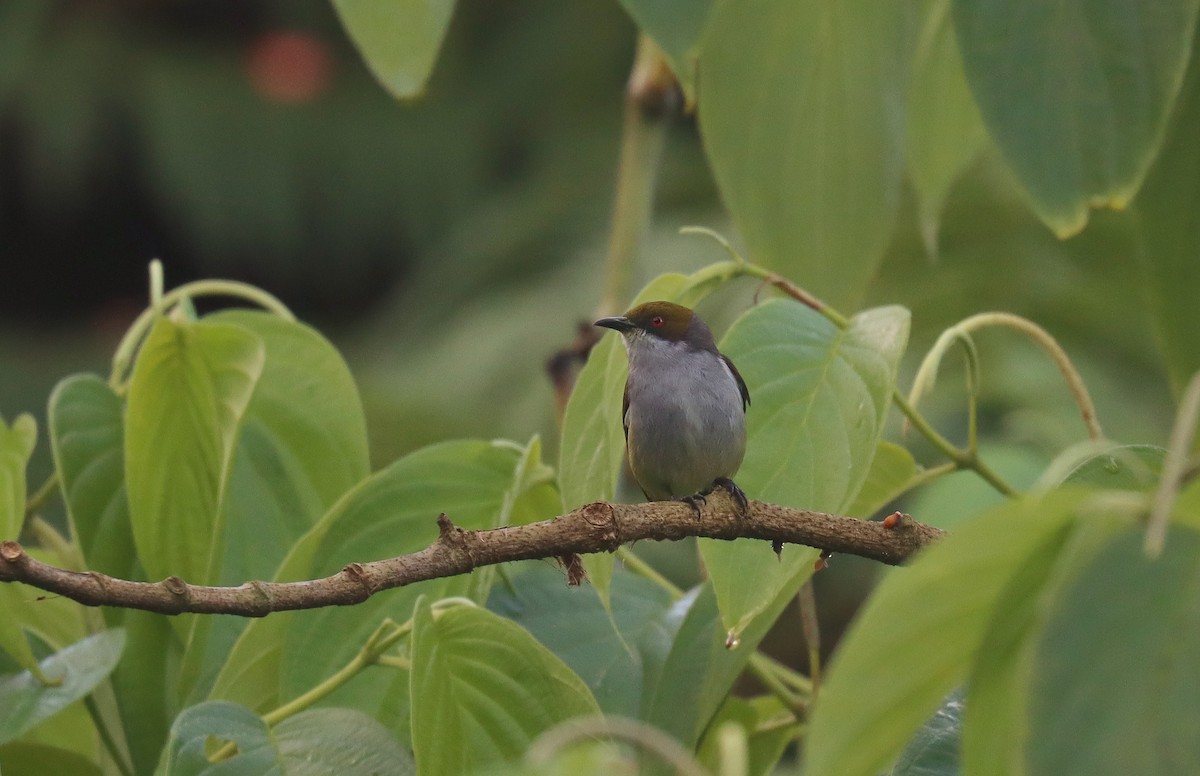 Olive-capped Flowerpecker - ML642402675