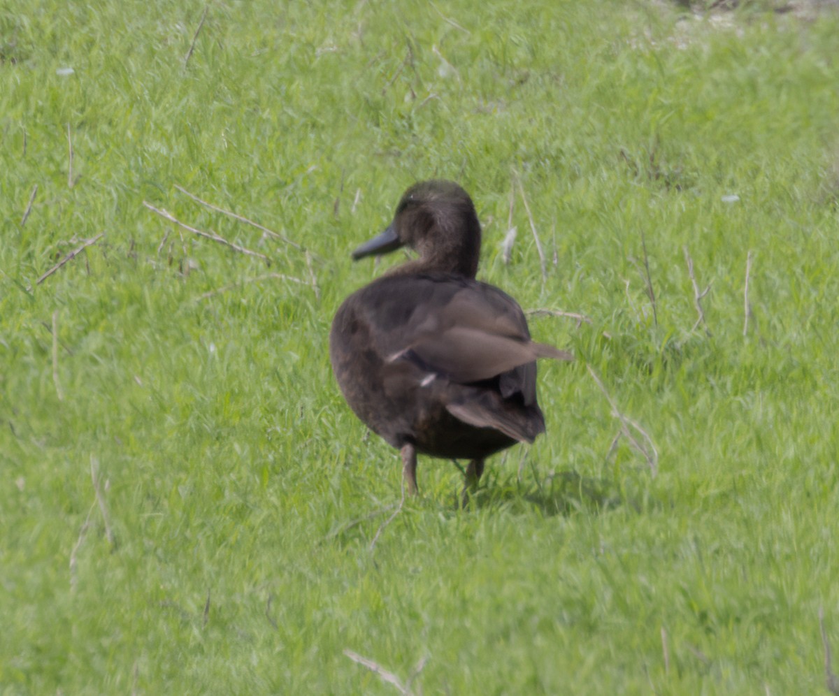 Mallard - ML642402697