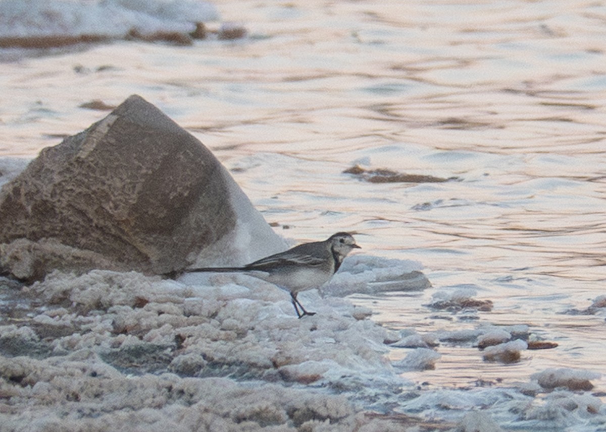 linerle - ML642402699